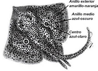 Raja miraletus01.jpg